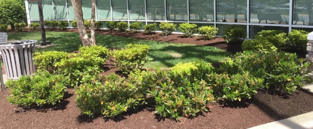 landscape renovations